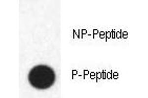 Dot Blot (DB) image for anti-Fatty Acid Binding Protein 4, Adipocyte (FABP4) (pTyr20) antibody (ABIN3028653)