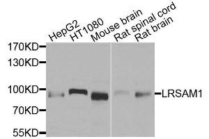 Western blot analysis of extracts of various cell lines, using LRSAM1 antibody. (LRSAM1 抗体  (AA 1-290))