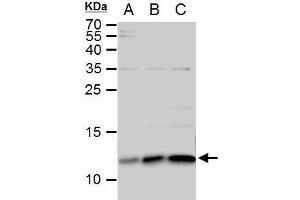 WB Image ERH antibody detects ERH protein by western blot analysis. (ERH 抗体  (Center))