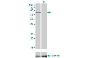 Western Blotting (WB) image for anti-Ribosomal Protein S6 Kinase, 90kDa, Polypeptide 2 (RPS6KA2) (AA 631-733) antibody (ABIN562719)