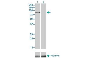 Western blot analysis of RPS6KA2 over-expressed 293 cell line, cotransfected with RPS6KA2 Validated Chimera RNAi (Lane 2) or non-transfected control (Lane 1). (RPS6KA2 抗体  (AA 631-733))
