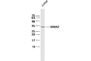 Jurkat lysates probed with HTRA2 Polyclonal Antibody, Unconjugated  at 1:300 dilution and 4˚C overnight incubation. (HTRA2 抗体  (AA 231-330))