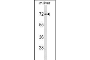 FXR1 Antibody (N-term) (ABIN1881357 and ABIN2839037) western blot analysis in mouse liver tissue lysates (35 μg/lane). (FXR1 抗体  (N-Term))