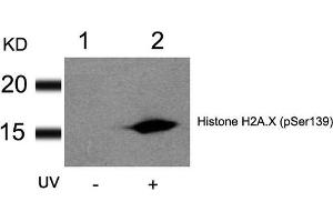 Western blot analysis of extracts from HT29 cells untreated(lane 1) or treated with UV(lane 2) using Histone H2A. (H2AFX 抗体  (pSer139))