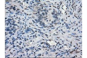 Image no. 9 for anti-P450 (Cytochrome) Oxidoreductase (POR) antibody (ABIN1497743) (POR 抗体)