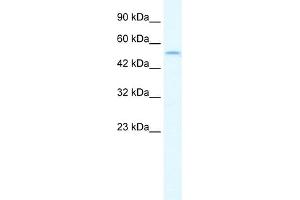 WB Suggested Anti-IRF8 Antibody Titration:  1. (IRF8 抗体  (N-Term))