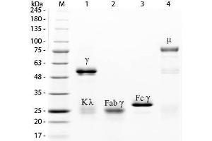 SDS-PAGE of Rabbit IgG F(ab) Fragment Texas Conjugated . (兔 IgG isotype control (Texas Red (TR)))