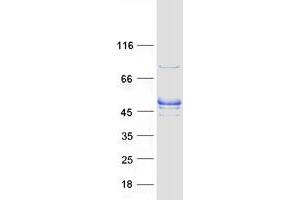 Western Blotting (WB) image for RasGEF Domain Family, Member 1A (RASGEF1A) protein (Myc-DYKDDDDK Tag) (ABIN2730535)