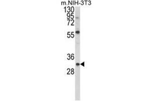 Western blot analysis of GDNF Antibody (N-term) in NIH-3T3 cell line lysates (35ug/lane). (GDNF 抗体  (N-Term))