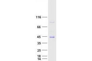 Validation with Western Blot (MYBPHL Protein (Myc-DYKDDDDK Tag))