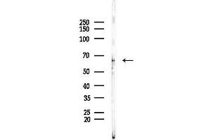Western blot analysis of lysates from PC12 cells, using CRMP2 Antibody at 1/1000 dilution.