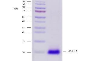 Recombinant allergen rPhl p 7 purity verification.