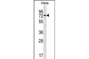 USP39 Antibody (Center) (ABIN1538151 and ABIN2850134) western blot analysis in Hela cell line lysates (35 μg/lane). (USP39 抗体  (AA 237-265))