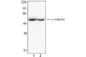 Western Blotting (WB) image for anti-Tubulin, gamma (TUBG) antibody (ABIN2666377) (gamma Tubulin 抗体)