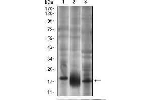 Fig. (CD90 抗体  (AA 17-132))
