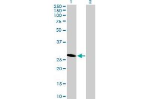 Western Blot analysis of HES6 expression in transfected 293T cell line by HES6 MaxPab polyclonal antibody. (HES6 抗体  (AA 1-224))
