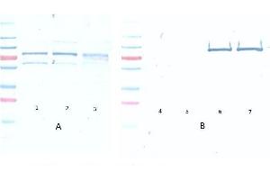 Western Blot of Mouse Anti-Akt pS473 antibody.
