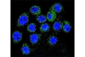 Confocal immunofluorescent analysis of IGF1 antibody with A549 cells followed by Alexa Fluor 488-conjugated goat anti-rabbit lgG (green). (IGF1 抗体  (AA 115-144))