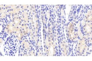Detection of MMP13 in Porcine Kidney Tissue using Polyclonal Antibody to Matrix Metalloproteinase 13 (MMP13) (MMP13 抗体  (AA 123-270))