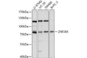 Western blot analysis of extracts of various cell lines, using ZNF263 antibody (ABIN7271472) at 1:1000 dilution. (ZNF263 抗体  (AA 120-240))