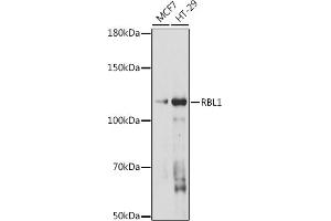 Western blot analysis of extracts of various cell lines, using RBL1 antibody (ABIN7269942) at 1:1000 dilution. (p107 抗体  (AA 100-200))
