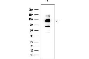 anti-Toll-Like Receptor 1 (TLR1) (Internal Region) antibody