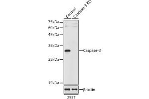 Western blot analysis of extracts from normal (control) and Caspase-3 knockout (KO) 293T cells, using Caspase-3 antibody (ABIN6131583, ABIN6137963, ABIN6137965 and ABIN6215516) at 1:1000 dilution. (Caspase 3 抗体  (AA 55-160))