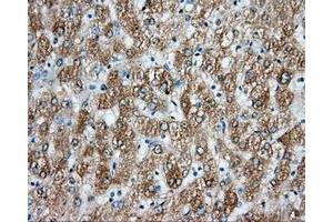 Image no. 4 for anti-Aryl Hydrocarbon Receptor Nuclear Translocator (ARNT) antibody (ABIN1496729) (ARNT 抗体)