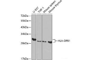 Western blot analysis of extracts of various cell lines using HLA-DPB1 Polyclonal Antibody at dilution of 1:1000. (HLA-DPB1 抗体)
