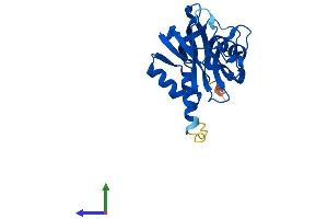 Protein Structure (PS) image for Nudix (Nucleoside Diphosphate Linked Moiety X)-Type Motif 5 (NUDT5) (AA 1-219) protein (His tag) (ABIN7549946)