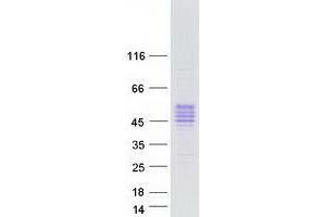 Western Blotting (WB) image for Kallikrein 5 (KLK5) (Transcript Variant 2) protein (Myc-DYKDDDDK Tag) (ABIN2724323)