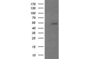 Image no. 2 for anti-Mdm4-binding Protein (MDM4) antibody (ABIN1499350) (MDM4-binding Protein 抗体)