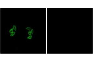 Immunofluorescence analysis of A549 cells, using CKI-alpha1/L Antibody. (CSNK1A1L 抗体  (AA 141-190))