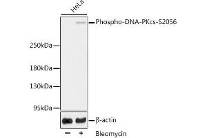 Western blot analysis of extracts of HeLa cells, using Phospho-DNA-PKcs-S2056 antibody (ABIN6135292, ABIN6136206, ABIN6136207 and ABIN6225632). (PRKDC 抗体  (pSer2056))