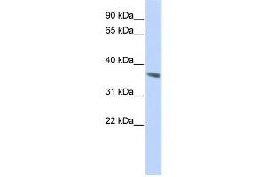 Western Blotting (WB) image for anti-Keratin 222 (KRT222) antibody (ABIN2459600) (KRT222 抗体)