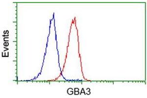 Image no. 2 for anti-Glucosidase, Beta, Acid 3 (Cytosolic) (GBA3) (AA 1-150), (AA 370-469) antibody (ABIN1490583) (GBA3 抗体  (AA 1-150, AA 370-469))