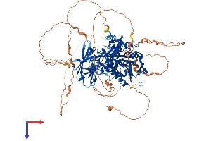 AGBL5 Protein (AA 1-886) (His tag)