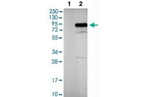 Western blot analysis of Lane 1: Negative control (vector only transfected HEK293T lysate), Lane 2: Over-expression lysate (Co-expressed with a C-terminal myc-DDK tag (~3. (PIK3R1 抗体  (AA 182-328))