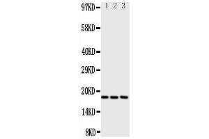 Western Blotting (WB) image for anti-Chemokine (C-C Motif) Ligand 1 (CCL1) (AA 80-96), (C-Term) antibody (ABIN3043171) (CCL1 抗体  (C-Term))