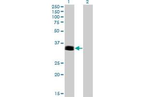Western Blot analysis of PHOX2A expression in transfected 293T cell line by PHOX2A monoclonal antibody (M01), clone 4F6.