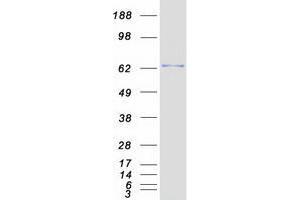 Western Blotting (WB) image for Zinc Finger Protein 394 (ZNF394) protein (Myc-DYKDDDDK Tag) (ABIN2736039)