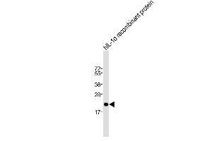Anti-IL1A Antibody (Center) at 1:2000 dilution + hIL-1α recombinant protein Lysates/proteins at 20 ng per lane. (IL1A 抗体  (AA 177-206))