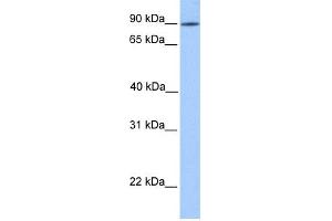 WB Suggested Anti-LRRC50 Antibody Titration: 0. (LRRC50 抗体  (N-Term))