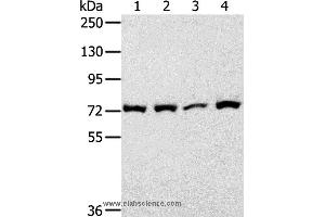 Western blot analysis of 293T cell, using CAPN1 Polyclonal Antibody at dilution of 1:450 (CAPNL1 抗体)