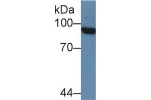 Mouse Capture antibody from the kit in WB with Positive Control: Human 293T cell lysate. (PML ELISA 试剂盒)