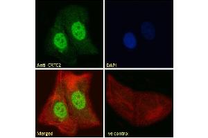 ABIN5539499 Immunofluorescence analysis of paraformaldehyde fixed U2OS cells, permeabilized with 0.