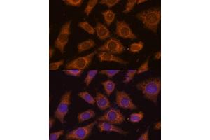 Immunofluorescence analysis of L929 cells using PREPL Polyclonal Antibody (ABIN7269561) at dilution of 1:100 (40x lens). (PREPL 抗体  (AA 578-727))