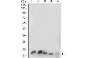 Western blot analysis using HH3 mouse mAb against K562 (1), C6(2),HEK293(3),PC-12(4) and NIH/3T3(5) cell lysate. (Prokineticin Receptor 2 抗体  (AA 121-136))