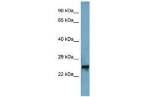 Image no. 1 for anti-Mitochondrial Ribosomal Protein L48 (MRPL48) (AA 71-120) antibody (ABIN6741943) (MRPL48 抗体  (AA 71-120))