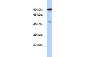 Host: Rabbit Target Name: INPP5J Sample Type: HepG2 Whole cell lysates Antibody Dilution: 1. (INPP5J 抗体  (N-Term))